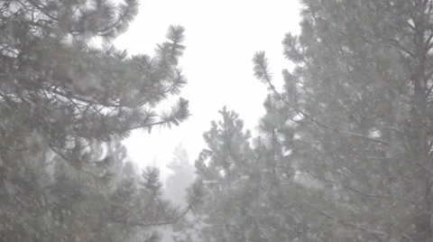 Snowfall with pine trees Video stock 35581268