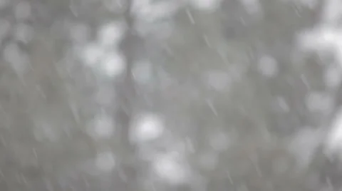 Snowfall with pine trees Video stock 35583098