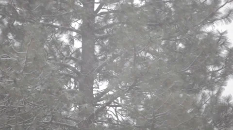 Snowfall with pine trees Stock Footage 35583301