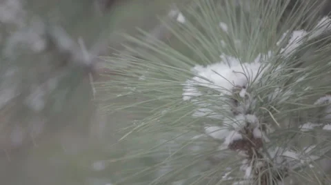 Snowfall with pine trees Video stock 35595901
