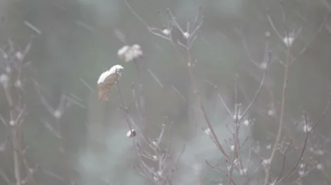 Snowfall with pine trees Stock-Footage 35596473