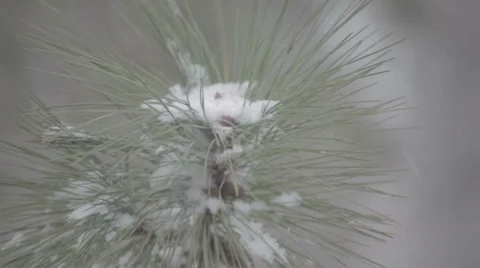 Snowfall with pine trees Video stock 35596837