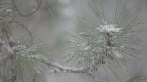 Snowfall with pine trees Video stock 35600371