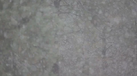 Snowfall with pine trees Stock-Footage 35601852