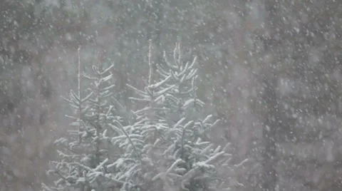 Snowfall with pine trees Video stock 35608394