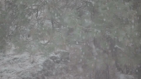 Snowfall with pine trees Video stock 35614105