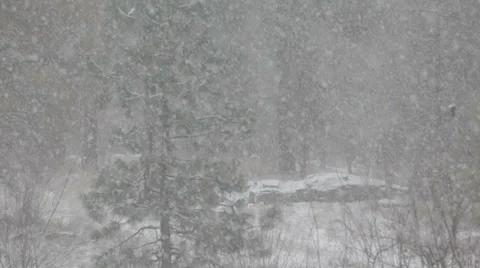 Snowfall with pine trees Video stock 35619357