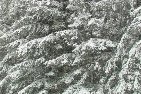 SNOWFALL WITH PINES Stock-Footage 95664