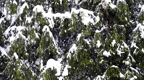 Snowfall on the pines Stock Footage 37139153