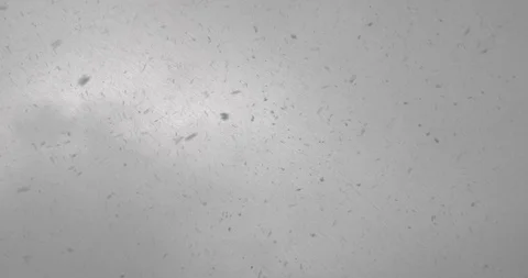 Snowfall - POV shot Vídeo Stock 92178228