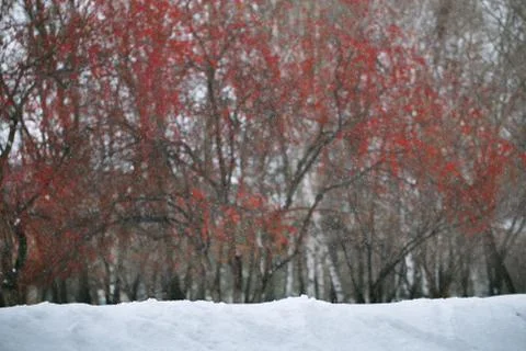 Snowfall with red berries on background Stock Photos