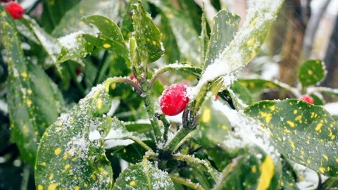 Snowfall. Red berries on the branches of the bush. Stock Footage 86620509