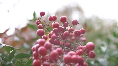 Snowfall on red berries on bush Stock Footage 151858953