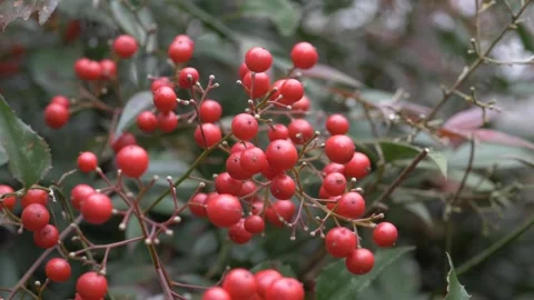 Snowfall on Red Berries Stock Footage 151858888