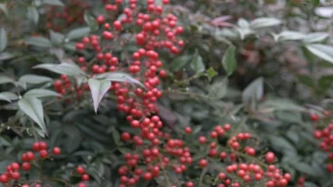 Snowfall on Red Berries Stock Footage 151858902