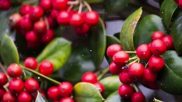 Snowfall red holly berries Stock Footage 86062615