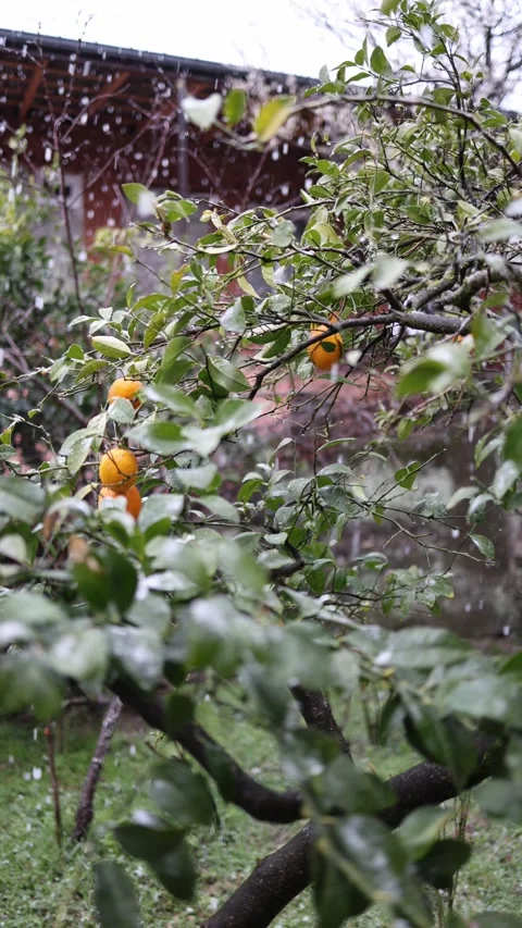 Snowfall risk for orange harvest Stock Footage 330904144