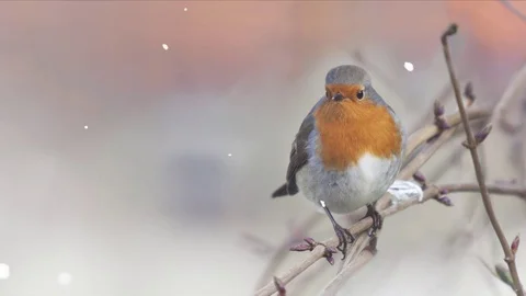 Snowfall robin branch Stock Footage 86062521