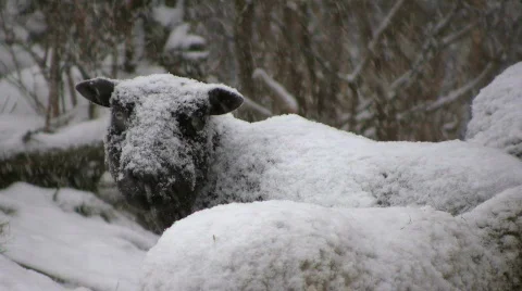 Snowfall on sheep Video stock 594715