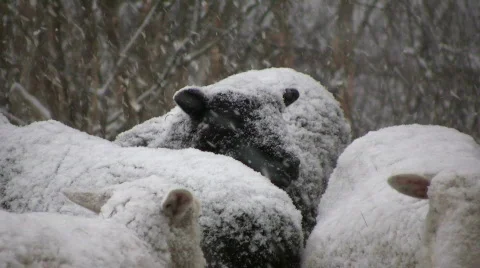 Snowfall on sheep Stock Footage 594825