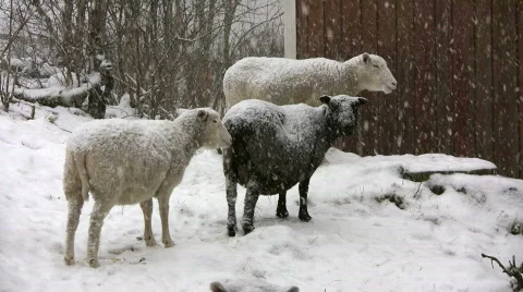 Snowfall on sheep Stock Footage 595197