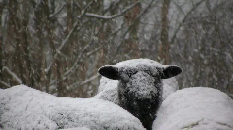 Snowfall on sheep Stock Footage 595251