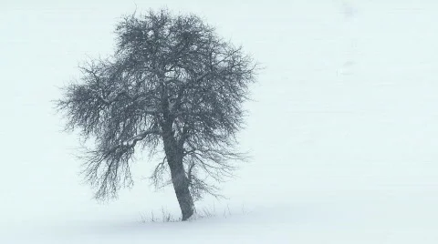 Snowfall - single tree in snow Video stock 333676