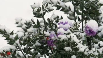 Snowfall in slow-motion: falling snow over flower in a garden Stock Footage 86092038