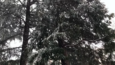 Snowfall in slow motion Stock Footage 86669450