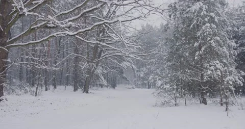Snowfall in slow motion in the forest during winter Stock Footage 152850849