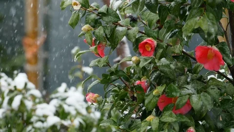 Snowfall in slow motion: snow falling over the green leaves of a camellia  Stock Footage 86093110