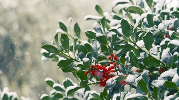 Snowfall: slow-motion video of snow coming down on the branches of a holly Stock Footage 86091604