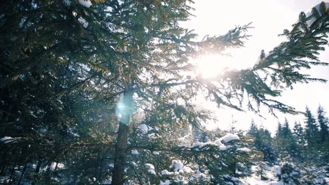 Snowfall in Slow Motion, Winter Forest Scene Stock Footage 87086436