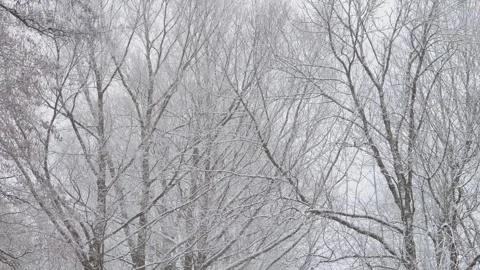 Snowfall. Slowly falling snow  in a deciduous forest. Stock Footage 256311854