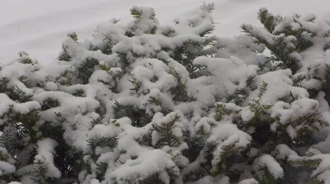 Snowfall on small bush Stock Footage 44522010