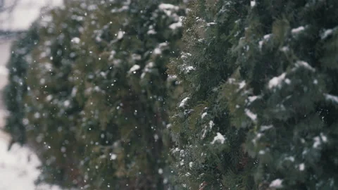 Snowfall with small pine 4KProRes Stock Footage 231104579