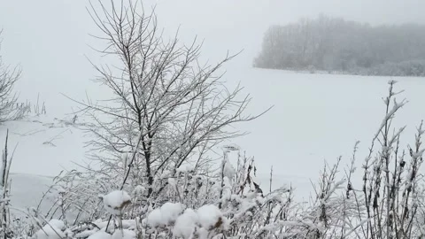 Snowfall. Snow-covered bushes close-up. Stock Footage 163702032