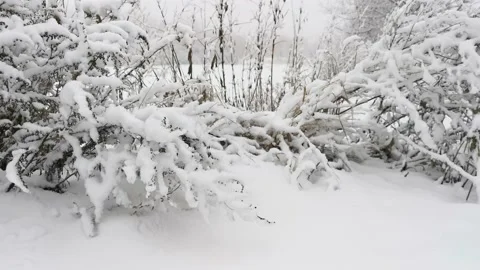 Snowfall. Snow-covered bushes close-up Stock Footage 163702186