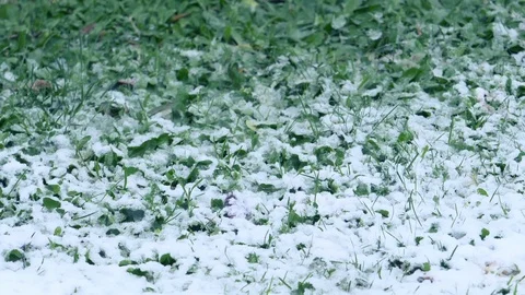 Snowfall: snow falling on the grass in a garden  스톡 동영상 86090039