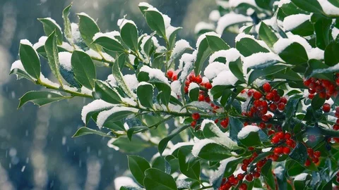 Snowfall: snow falling on a holly tree branches in slow motion. winter Christmas 스톡 동영상 86088520