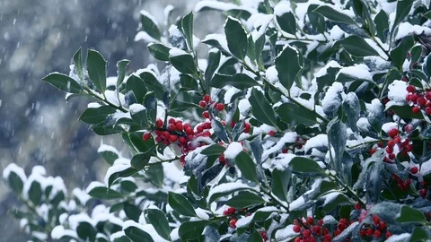 Snowfall: snow falling on a holly tree branches in slow motion. blizzard Stock Footage 86089129