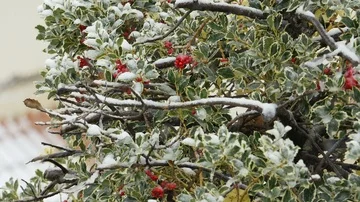 Snowfall: snow falling on a holly tree branches in slow motion. winter Christmas Stock Footage 86093227