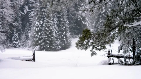 Snowfall snow falls from the branch 4k Stockbeeldmateriaal 88445349