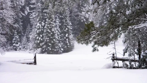 Snowfall snow falls from the branch Stock Footage 88444742