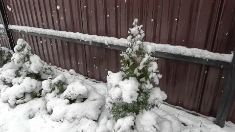 Snowfall. Snow flakes covered a small Christmas tree. Stock Footage 232413560
