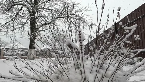Snowfall. Snow flakes covered a small Christmas tree. Stock Footage 232415405