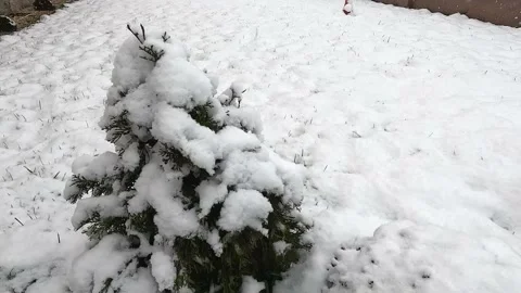 Snowfall. Snow flakes covered a small Christmas tree. Stock Footage 232416662