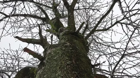Snowfall. Snow flakes fall on tree branches. The tree was covered with snow. Stock Footage 232412001