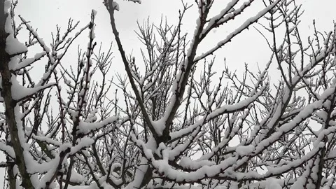 Snowfall. Snow flakes fall on tree branches. The tree was covered with snow. Stock Footage 232412787