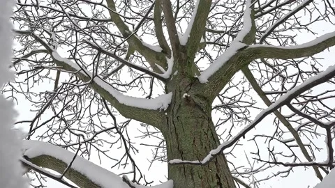 Snowfall. Snow flakes fall on tree branches. The tree was covered with snow. Stock Footage 232412891